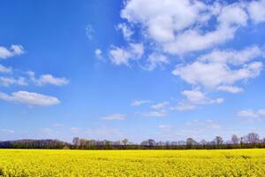 Rapsfeld, blauer Himmel, weiter Horizont